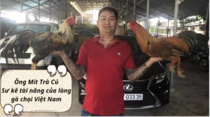 Ông Mít Trà Cú - Sư kê tài năng của làng gà chọi Việt Nam